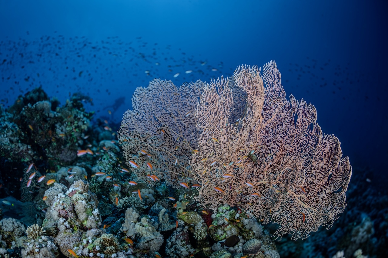 redsea202406