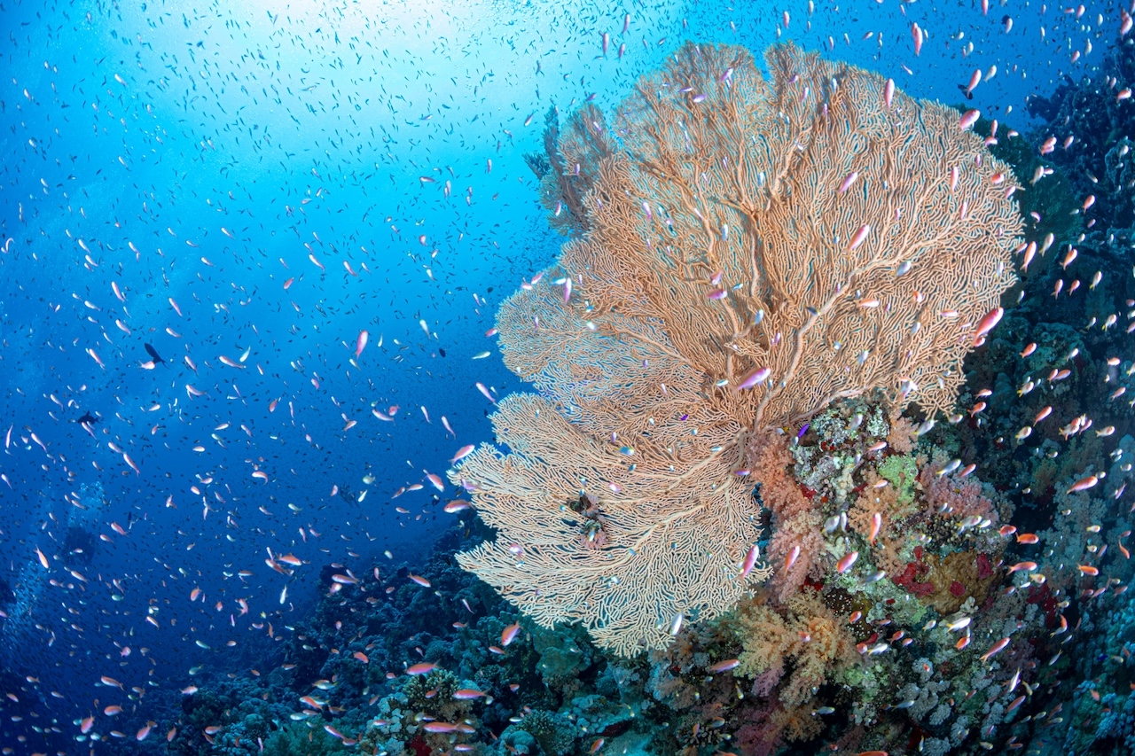 redsea202408