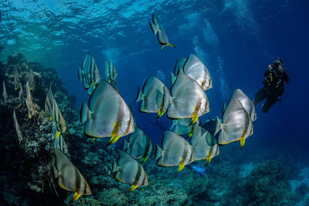 redsea202409
