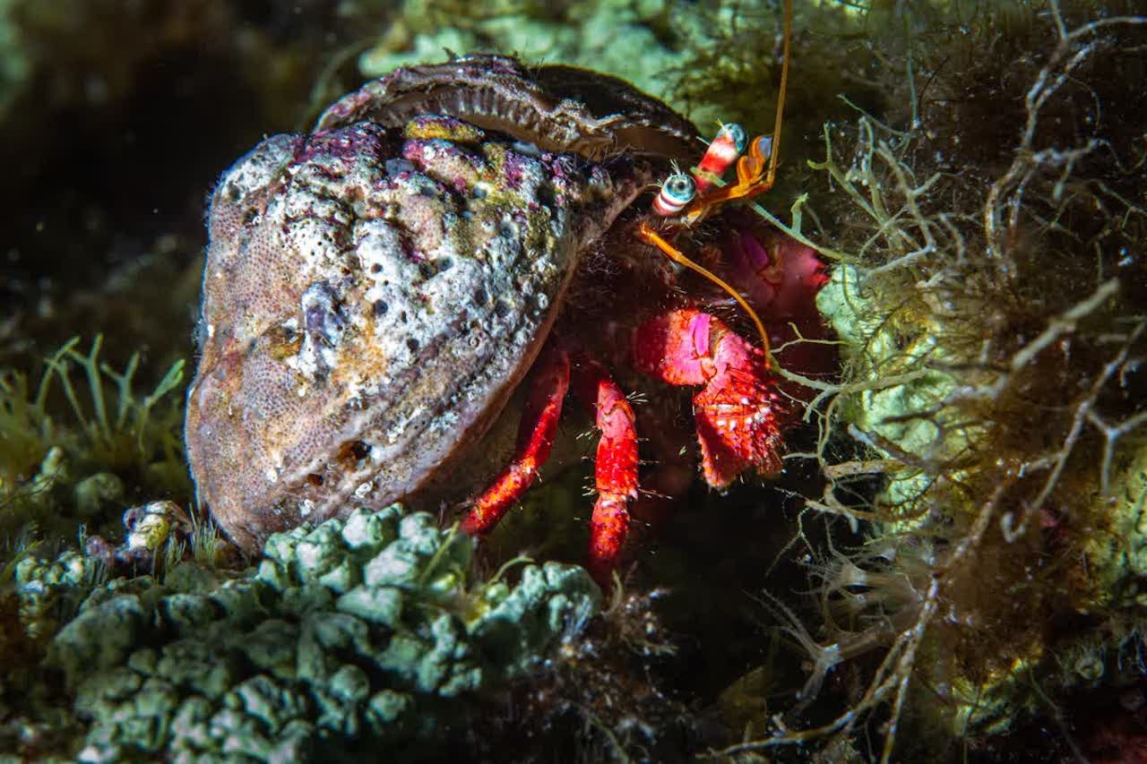ventotene05