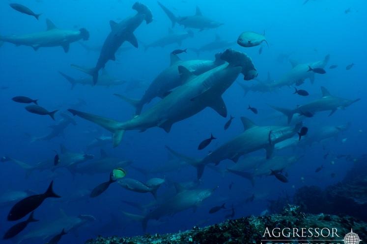 crociera-galapagos-2028-002